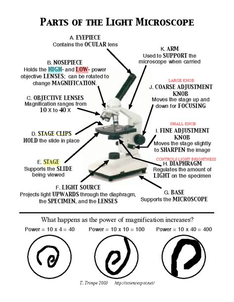 Microscope Mania Quiz Answer Key PDF