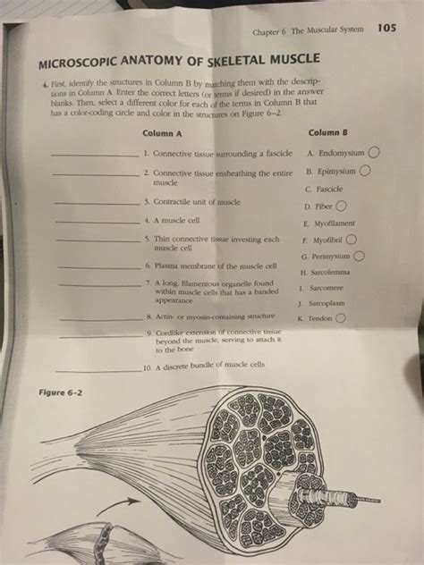 Microscopic Anatomy Of Skeletal Muscle Answer Key PDF