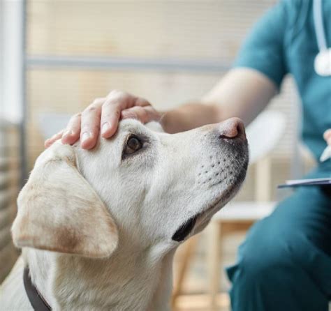 Middletown Animal Hospital NJ: Providing Compassionate Care to Your Furry Friends