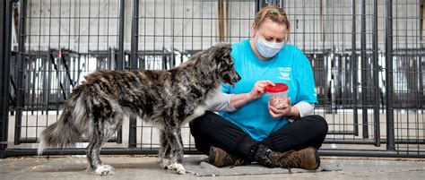 Middletown Humane Society: A Haven for Rescued Animals