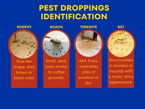 Midgelove1: A Comprehensive Guide to Understanding and Managing Midge Infestations