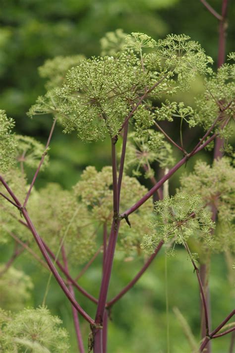 Midwest Angelica Story: Exploring the Legacy of Angelica Atropurpurea in the American Midwest