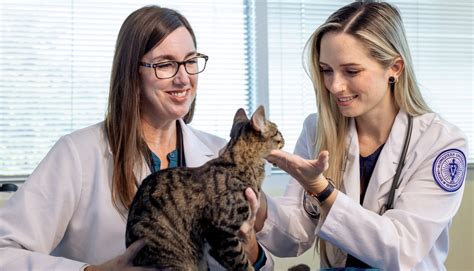 Midwestern University Companion Animal Clinic: Your Pet's Healthcare Haven