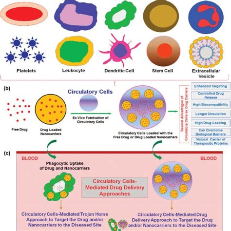 Mie San: Unlocking the Potential of the Next-Generation Drug Delivery System