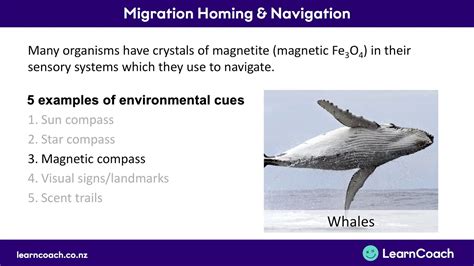 Migration and Homing in Animals PDF