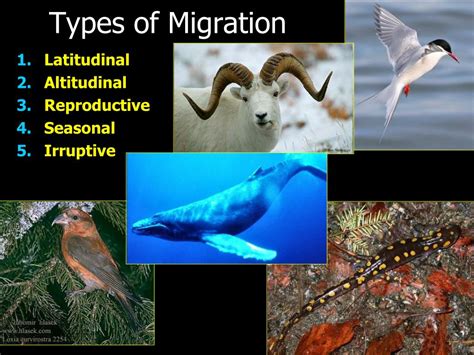 Migration and Homing in Animals PDF