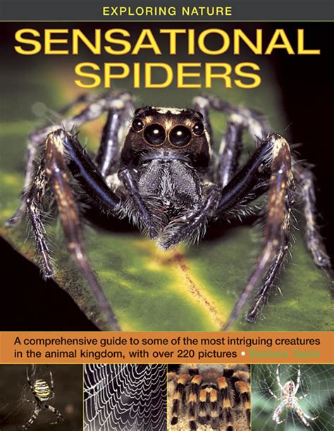 Mikahtia: A Comprehensive Guide to the Intriguing World of Spiders