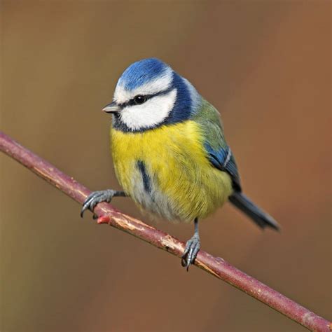 Miki Blue Tits: The Ultimate Guide to These Tiny Birds