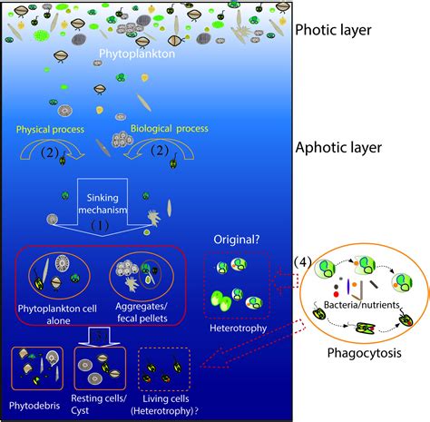 Mikro, Nano, Pico: Exploring the Frontiers of the Infinitesimally Small