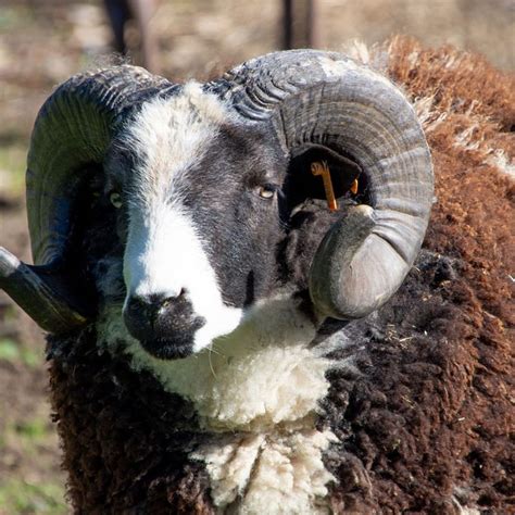 Milapoonis: A Remarkable Breed of Sheep Bringing Innovation to Industries