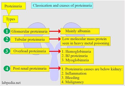 Mild proteinuria: