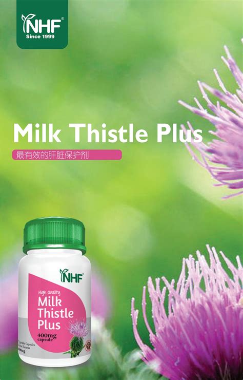 Milk Thistle 中文：肝臟之友的傳奇