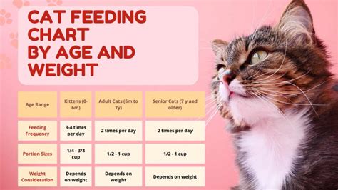 Milk for Cats: A Comprehensive Guide to Nutrition, Safety, and Feeding