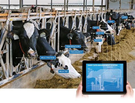 Milkycow42: A Revolutionary AI Assistant for the Dairy Industry