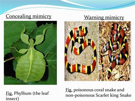 Mimicry: A Biological Masterpiece with Evolutionary Roots