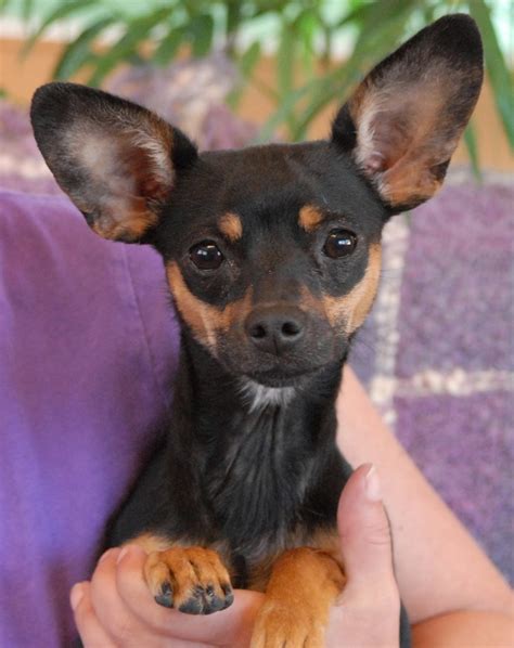 Min Pin and Chihuahua mix