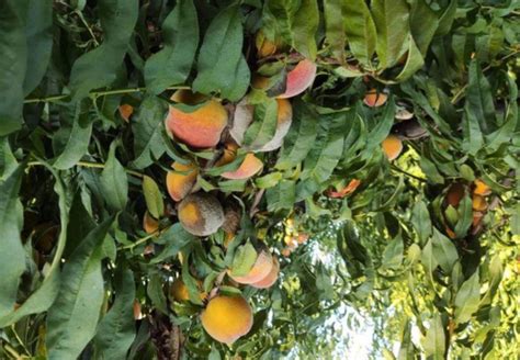 Minas_Peach: Revolutionizing Agriculture with Sustainable Peach Cultivation