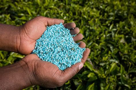 Mineral Fertilizer: The Key to Global Food Security