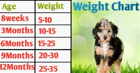 Mini Aussiedoodle Weight Chart