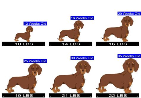 Mini Dachshund Weight Chart By Age