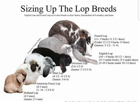 Mini Lop Size Chart