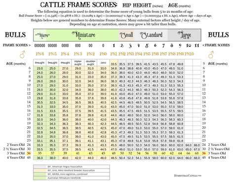 Miniature Cattle Size Chart
