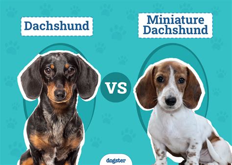 Miniature Dachshund vs. Top 5 Small Dog Breeds for 2025