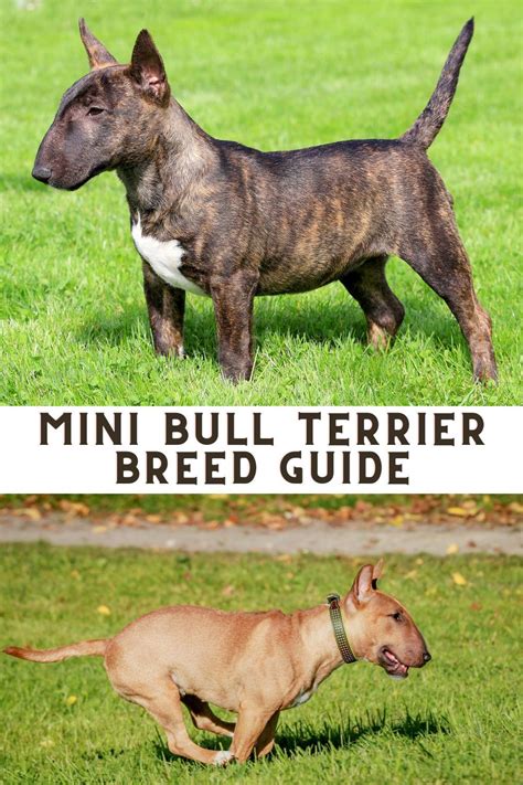 Miniature Terriers Retractable Including More Reader