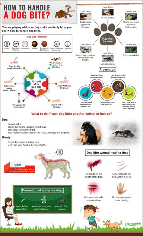 Minor Dog Bite Treatment: 10 Essential Tips to Prevent Infection