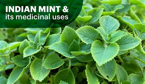 Mint and its Medicinal Uses PDF