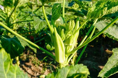 Miracle 101: The Ultimate Guide to Fertilizer for Okra Plants