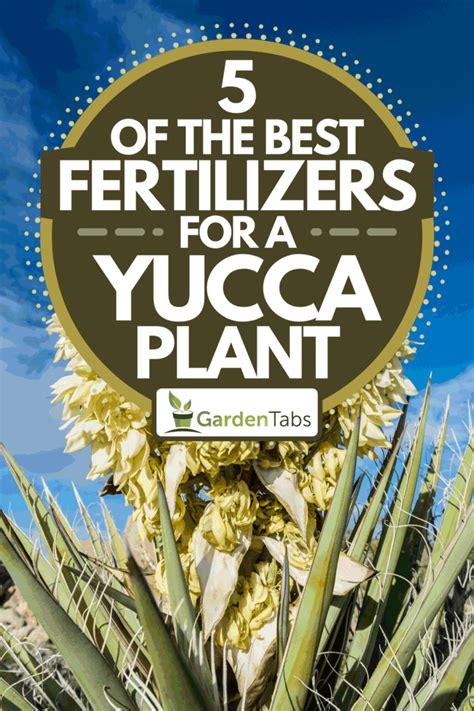 Miracle 101: Yucca Plant Fertilizers for Unparalleled Growth