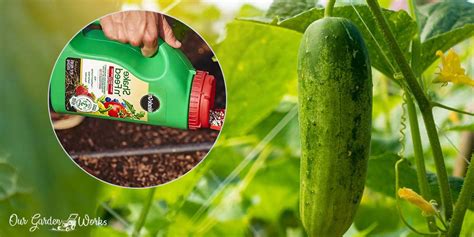 Miracle Fertilizer Cucumber: 3 Proven Formulas