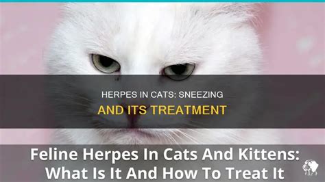 Miracle Treatment for Herpes Virus in Cats