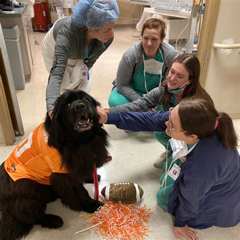 Miraculous Tails: Hope and Healing with Therapy Dogs