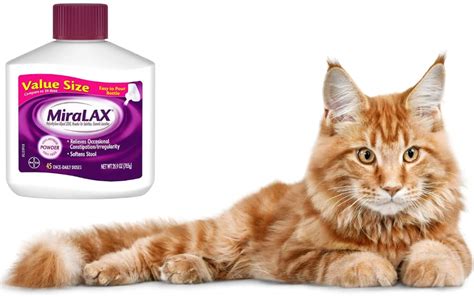 Miralax Dosage for Cats: A Comprehensive Guide