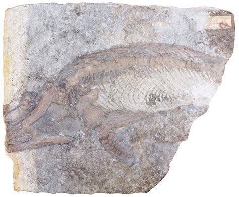 Misidentified Fossils: