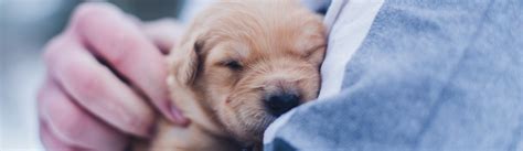 Mission Animal Hospital MN: Your Comprehensive Guide to 24/7 Animal Emergency Care