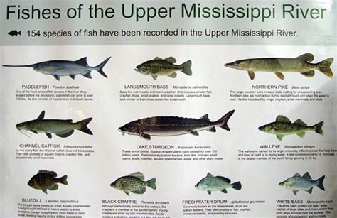 Mississippi River Fish Chart