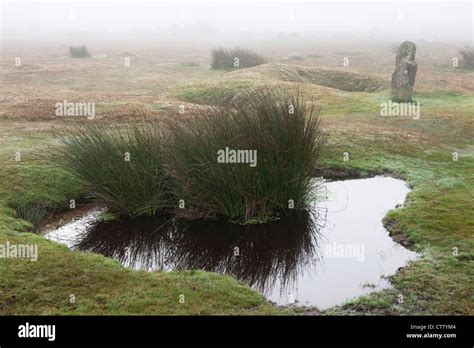 Mist on the Moor PDF