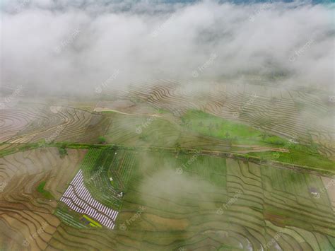 Mist on the Rice-Fields Doc