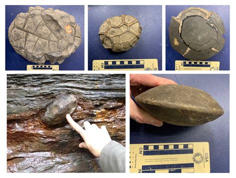 Mistaking Concretions for Fossils: