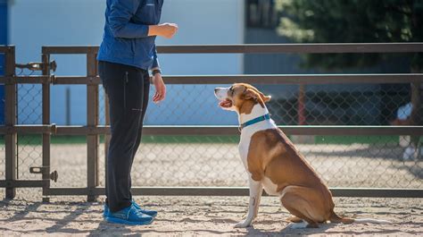 Mistyray Nide: The Canine Whisperer's Revolutionary Approach to Dog Training