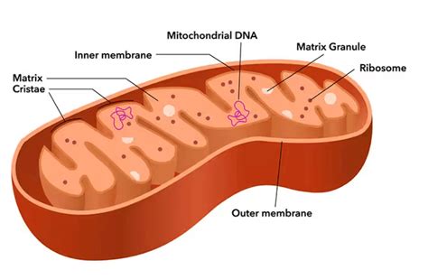 Mitochondria