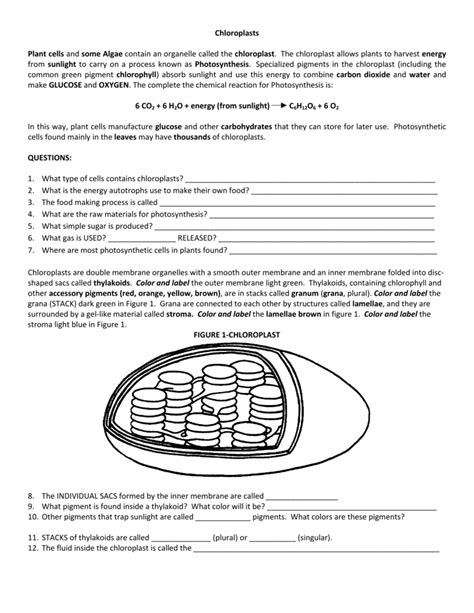 Mitochondria Worksheet Answer Kindle Editon
