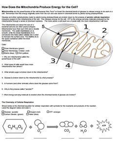 Mitochondria Worksheet Answer Kindle Editon