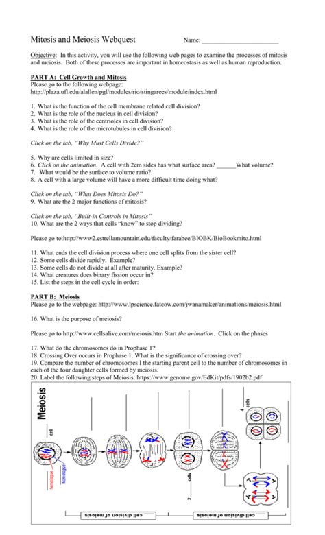 Mitosis And Meiosis Webquest Answers Epub