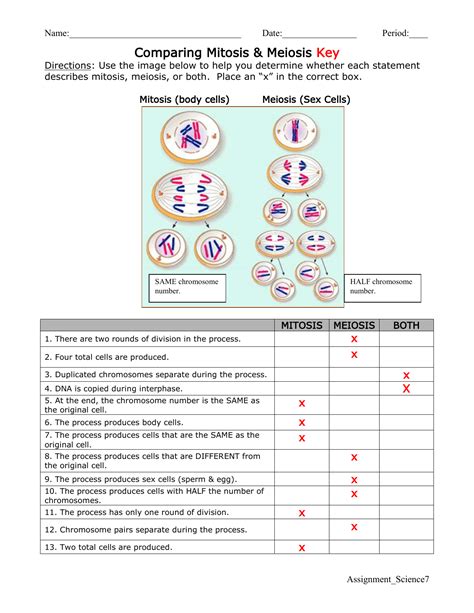 Mitosis And Meiosis Worksheet Answer Key PDF