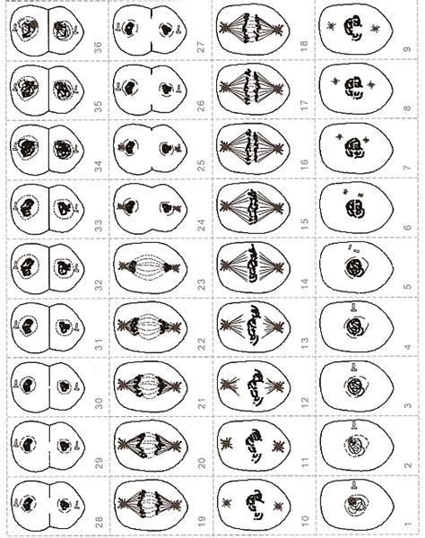 Mitosis Flip Answer Key Kindle Editon