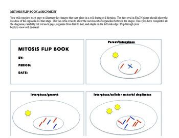 Mitosis Flip Answers Key PDF